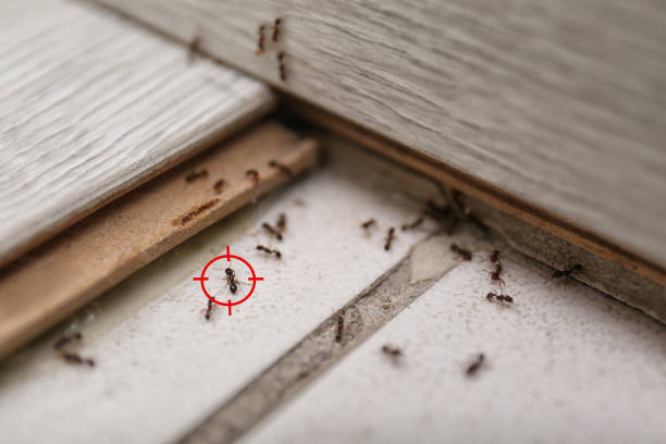 Reliable Doral, FL Pest Control Solutions