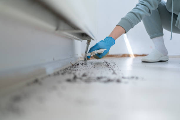 Best Ant Control Services  in Doral, FL